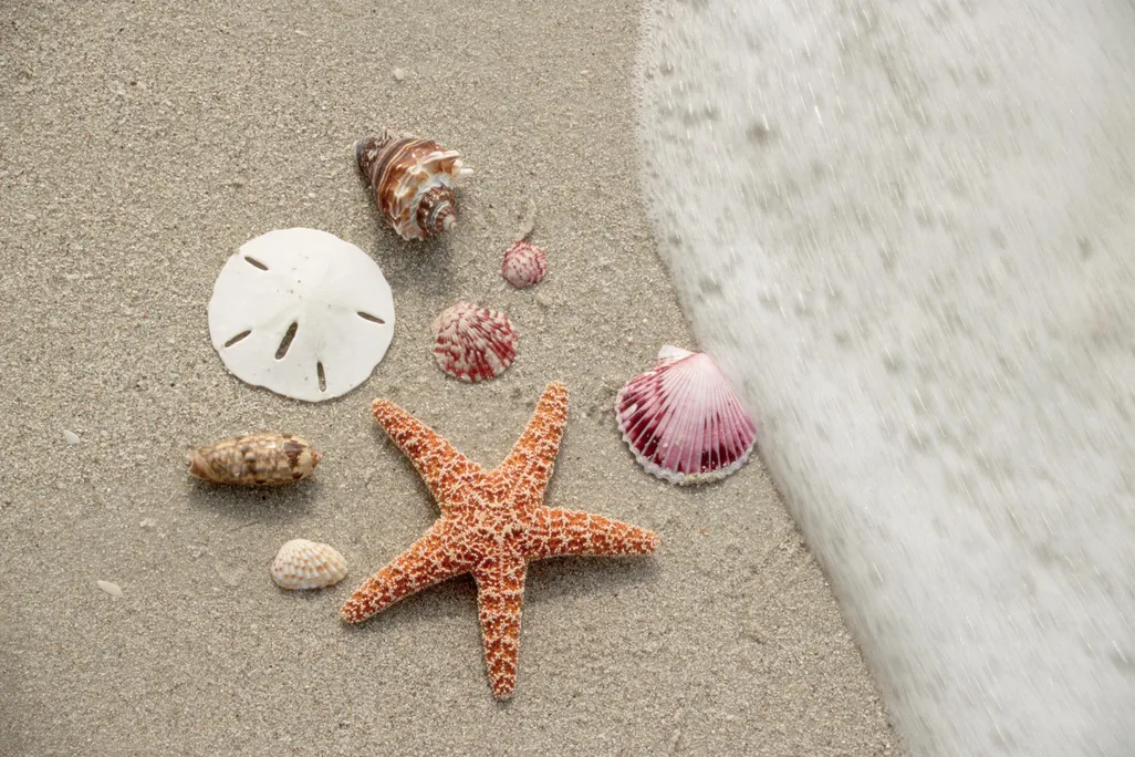 Lead Seashell Image