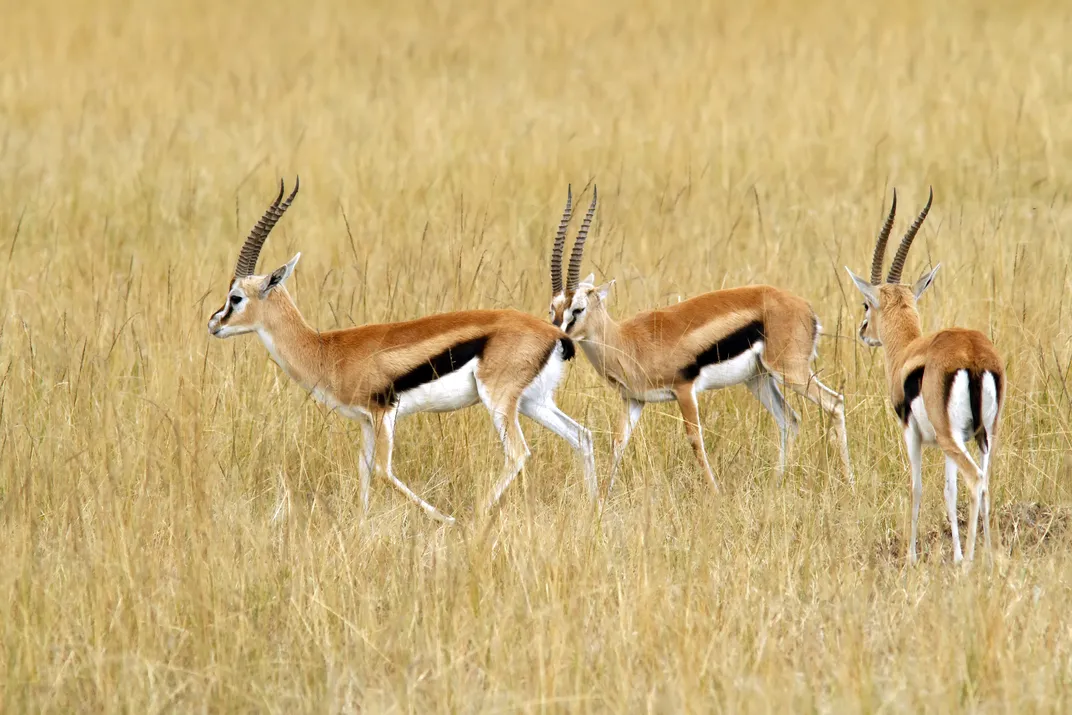 Thomson's Gazelle