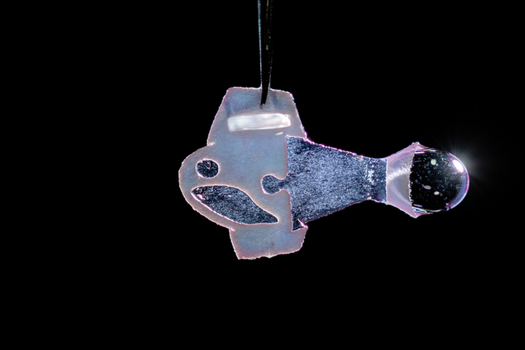 Image of the fish built using human heart cells