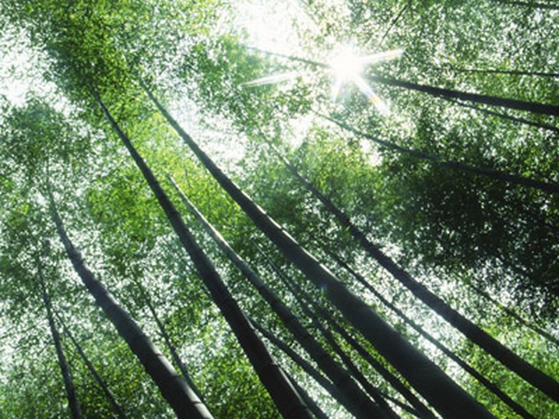 Why does bamboo grow so fast? - BBC Science Focus Magazine