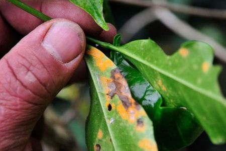 Coffee plant leaves infected with coffee rust.