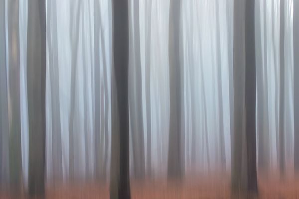 The forest in the fog thumbnail