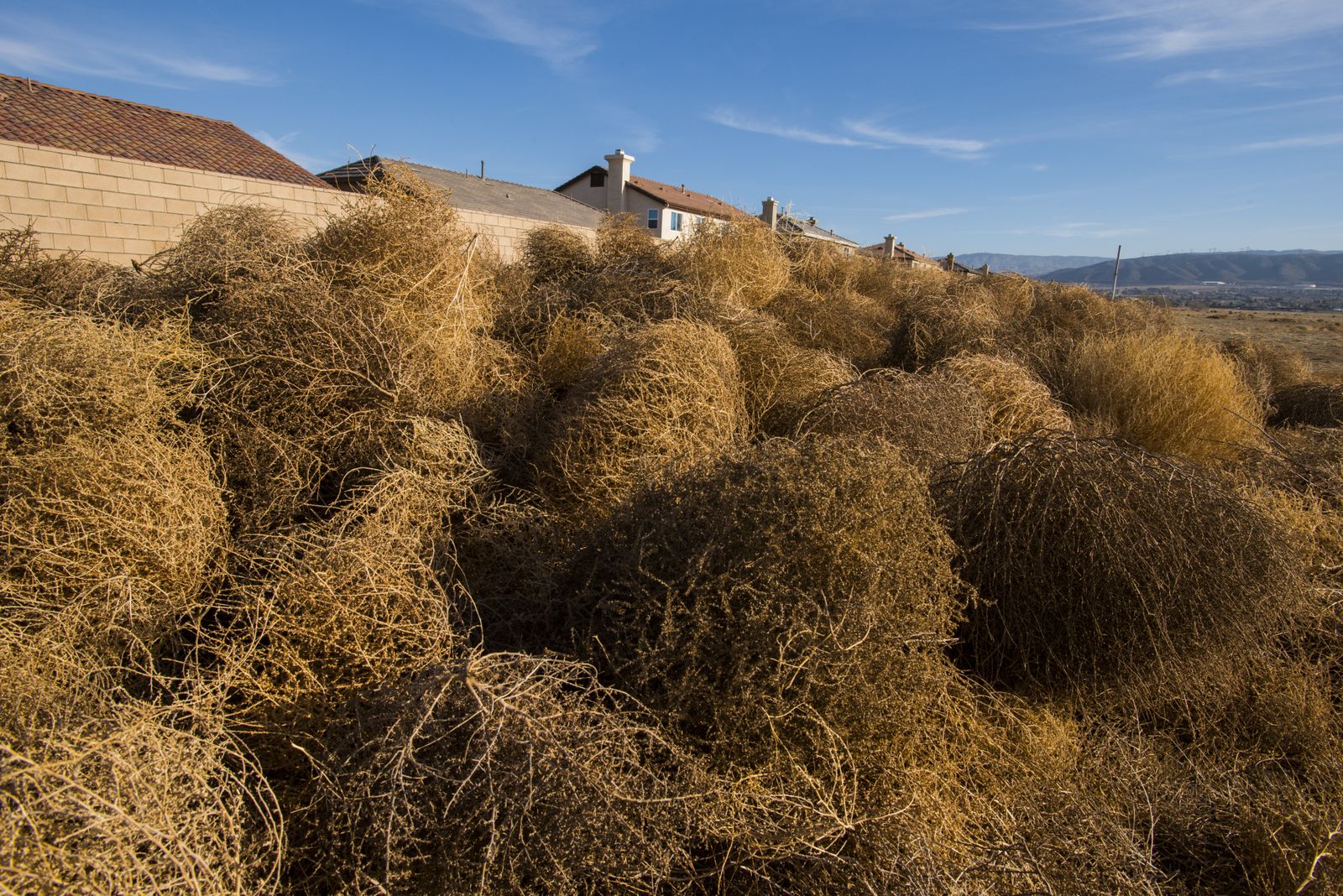 Monster tumbleweed: Invasive new species is here to stay