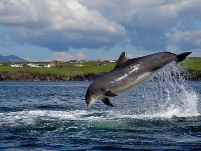 Nobody knows when Fungie, a solitary cetacean, arrived in the waters off Dingle, a town on the southwest coast of Ireland.