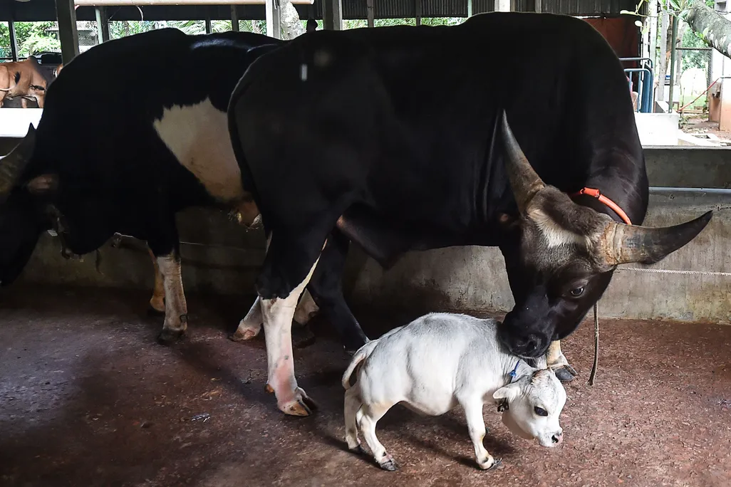 dwarf cow