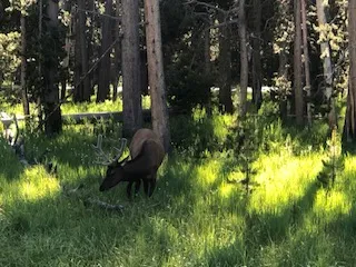 Grazing elk in the sunlight thumbnail