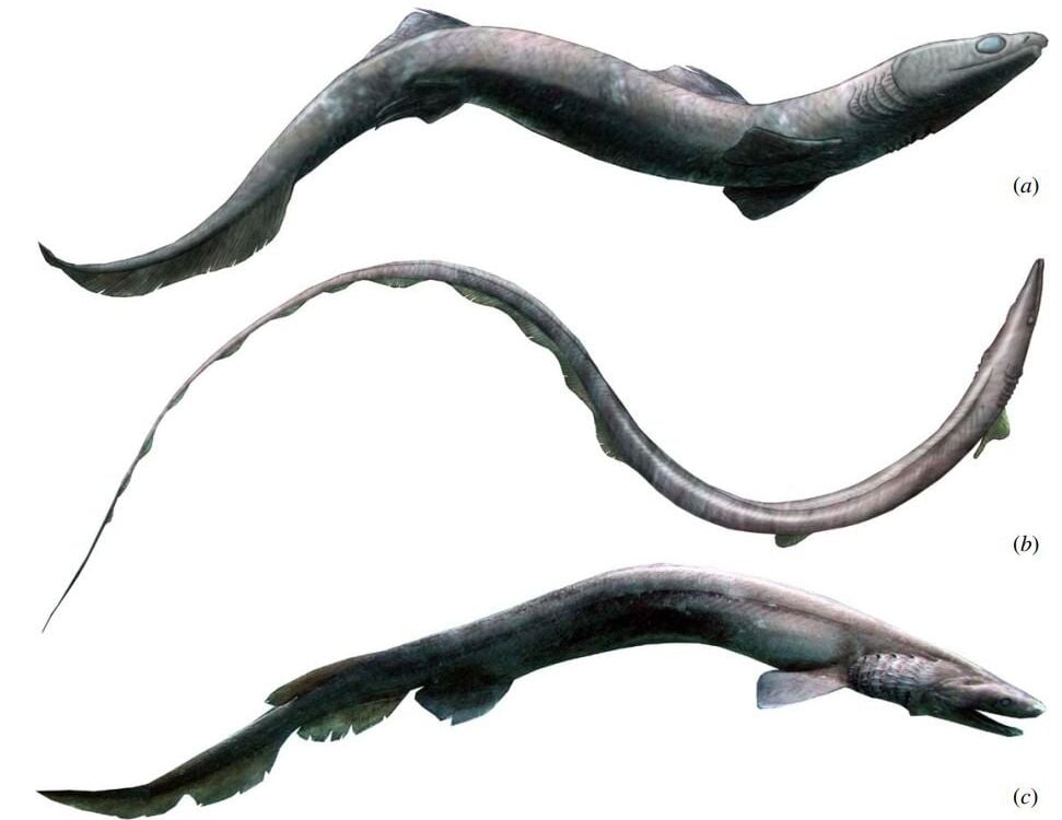 eel scientific drawing