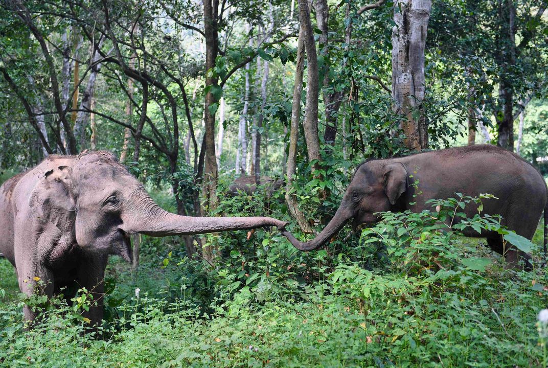 Despite Folklore, Elephants Might Be Lightweights When It ...