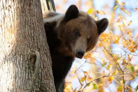 A brown bear in a private park near Brasov. 