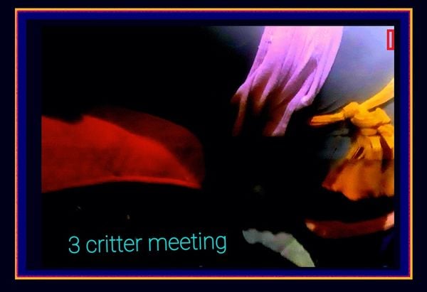 Three Critter Meeting thumbnail