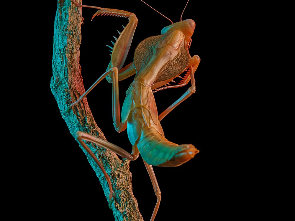 Timor Shield Mantis (Rhombodera kirbyi) | Smithsonian Photo Contest ...