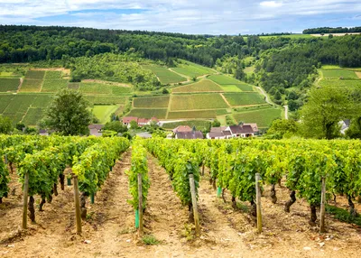 trails-of-france-walking-vineyards-burgundy