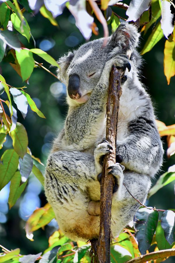 Sleepy Koala thumbnail