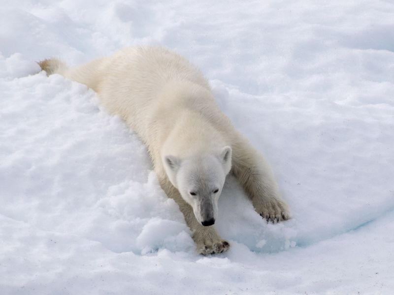 Polar Bear Sliding Down a Snow Bank Smithsonian Photo Contest