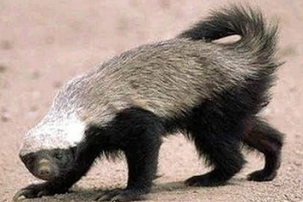 20110520102422Honey_badger-300x241.jpg