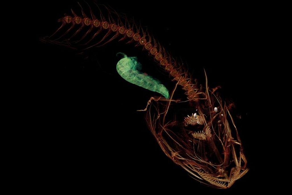 Snailfish CT