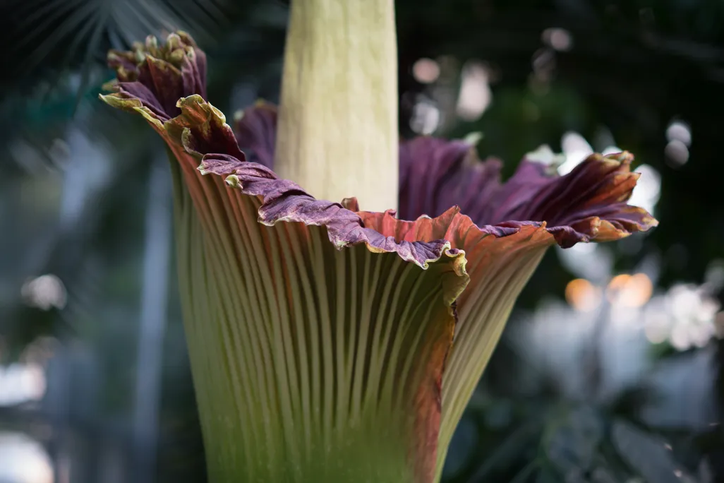 Corpse Flowers