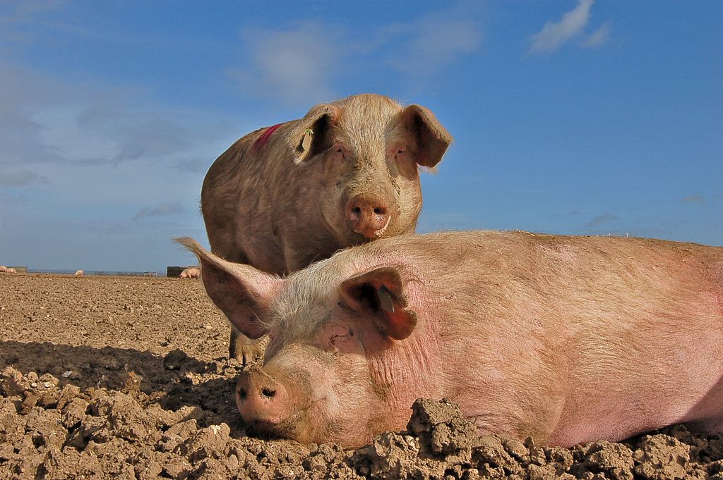 Pigs