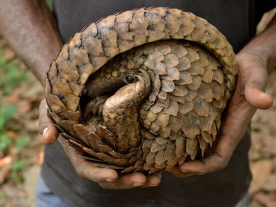 Pangolins are prized for their meat and their scales, which are used in traditional Chinese medicine.