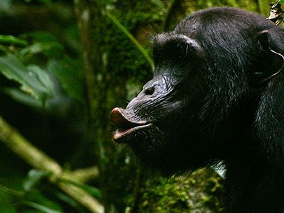 A new study shows that chimps make different warning calls based on the presence of other chimps, and keep sounding the alarm until their friends are safe.