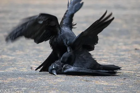 Aggressive or sexual behavior in crows interacting with dead bodies might happen more often when sex hormones run rampant.