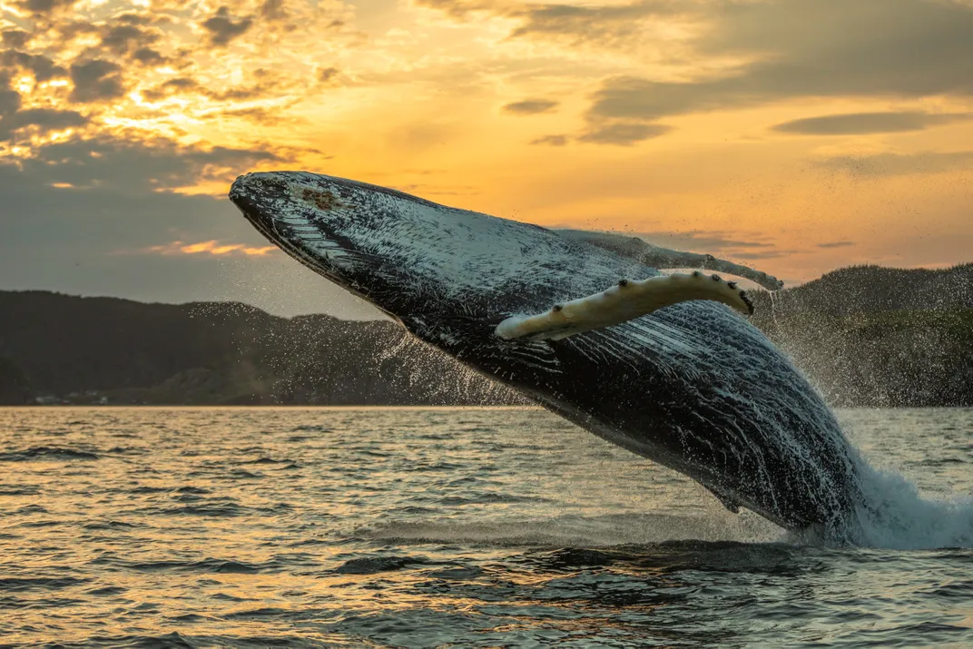 Breaching Humpback Whale at Sunset | Smithsonian Photo ...