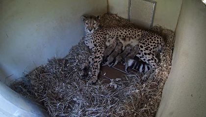 Watch Four Furry and Adorable Cheetah Cubs on the Smithsonian National Zoo’s Online Feed