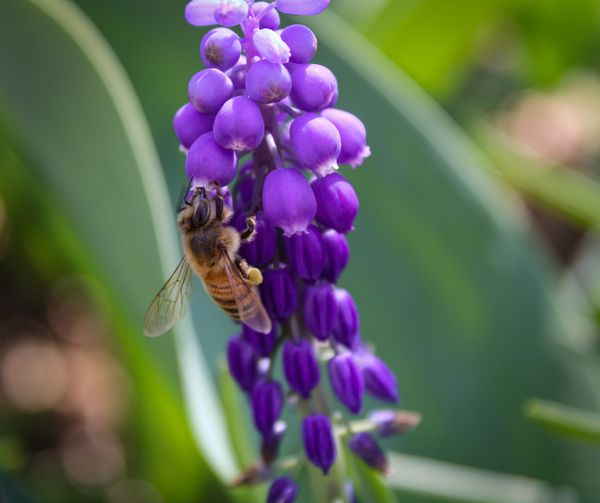 A Honeybee enjoying Grape Hyacinth thumbnail