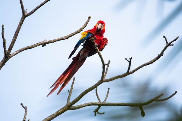 A Scarlet Macaw giving me a fluffy-feathered hello thumbnail