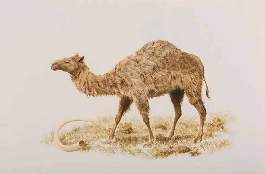 illustration of western camel