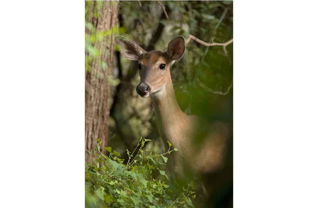 One in Four U.S. Deer Is Infected With Malaria