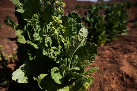 Tombac, a form of tobacco, grows on a farm in Darfur. The plant could one day be used to create cheaper, better anti-malarial drugs. 