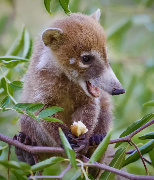 A Happy Baby Coatimundi thumbnail