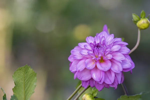 The Purple Dahlia thumbnail