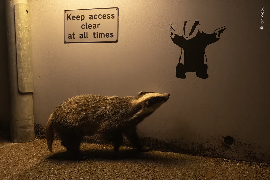 a badger walks near a wall that has a graffiti badger weilding handguns and a sign that says "keep access clear at all times"