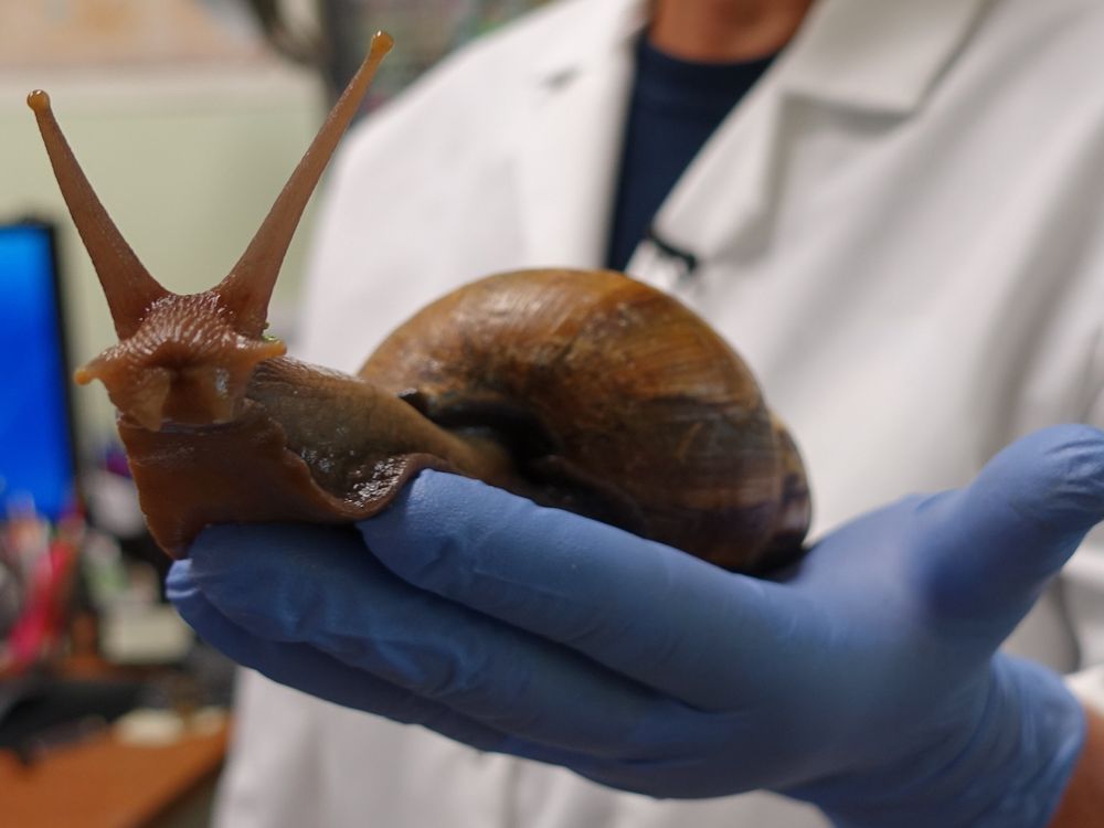 A scientist holds a large land snail in their hand