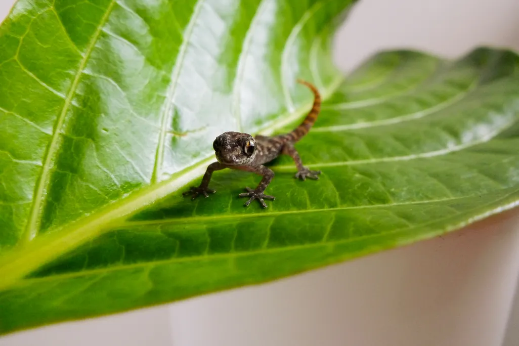 Small lizard on leaf