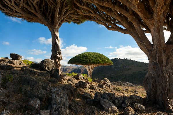 A dragon blood tree on the Socotra Dixam plateau thumbnail