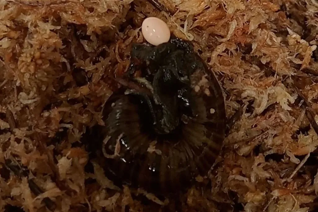 snail laying an egg from its neck