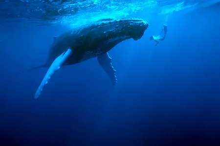 A snorkeler comes face to face with a humpback whale. If humans work to halt climate change, that may help prevent another mass extinction event in the oceans.