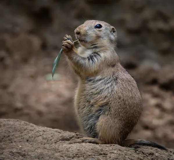 Prairie Dog Eating thumbnail