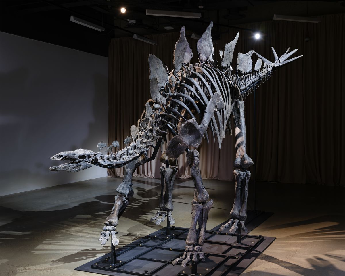 You Can Now See Apex, the World’s Most Expensive Dinosaur Fossil, on Display at a New York City Museum