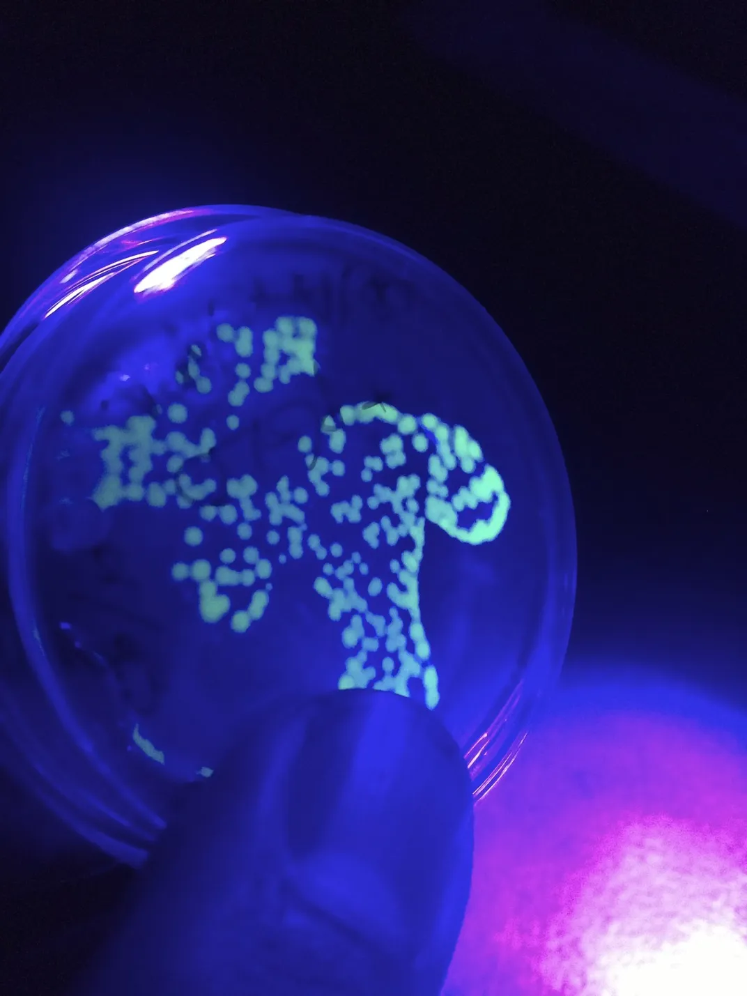 Good bacteria examples picture