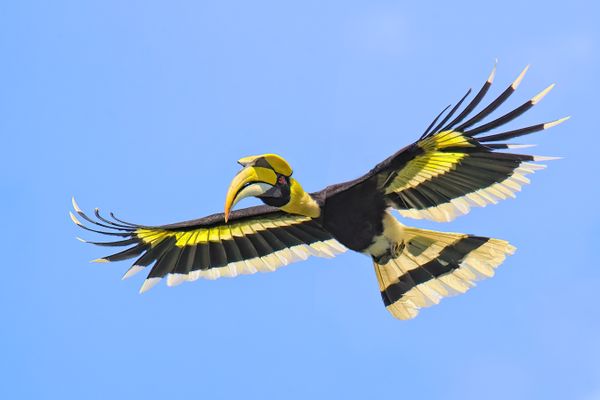 A Great Hornbill male in flight thumbnail