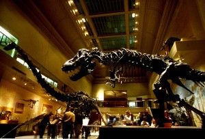 20110520083144smithsonian-dinosaur-skeletons-300x204.jpg