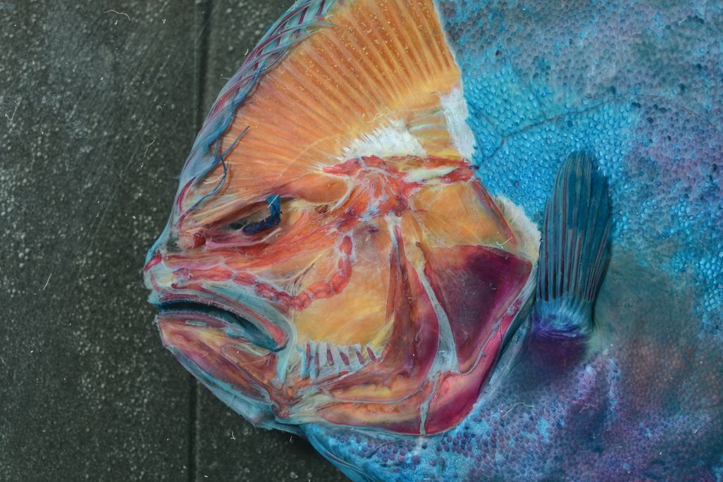 Blind side of the head of a Remo flounder as it was being dissected