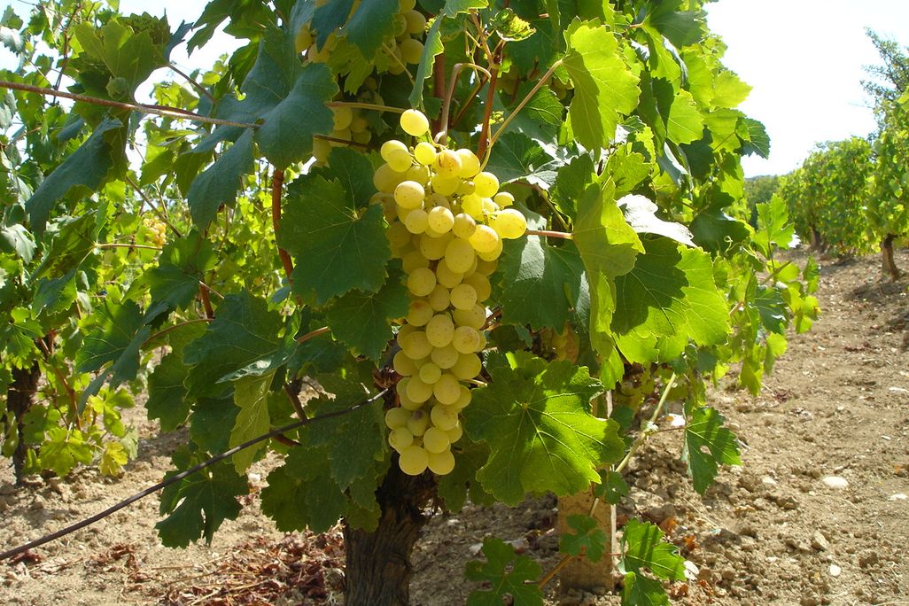 Wine Grapes