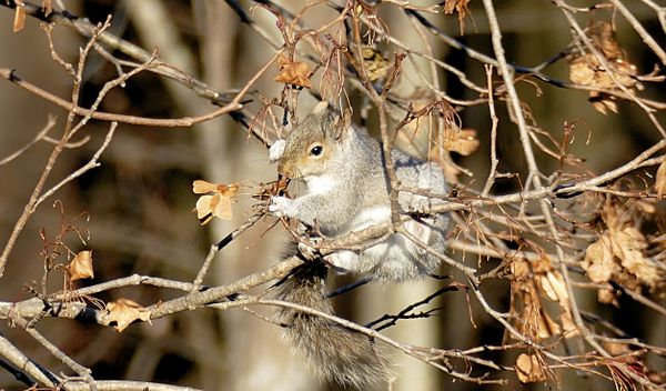 Eastern Gray Squirrel thumbnail