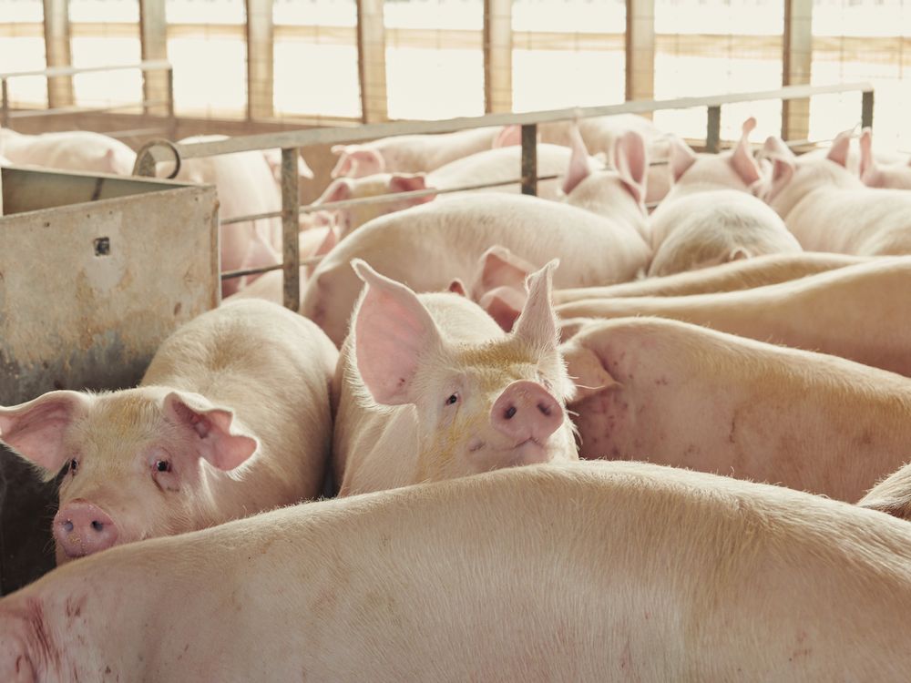 Pigs in a holding pen at a farm in Iowa