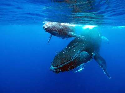 A humpback whale and her calf swim underwater. A recent study in Nature found whales eat and poop way more than previously thought&mdash;and that feces plays an important role in fertilizing the ocean.